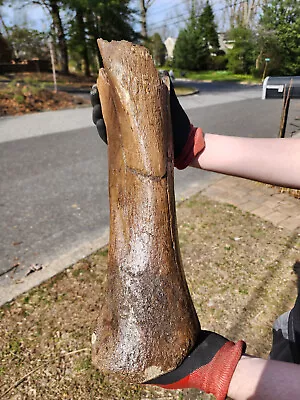 Stunning Unaltered 17  Woolly Mammoth Partial Tibia Fossil • $589.99