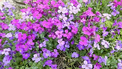 £3 • Buy 50 X Aubretia Large Flowered Mixed Hardy Perennial Seed