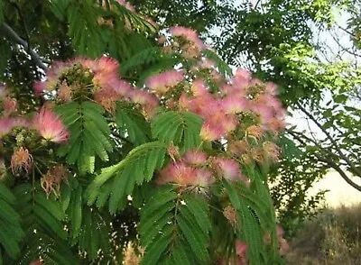 New Mimosa Silk Tree Albizia Julibrissin 30 Seeds (Fast Hardy Fragrant) • £8.02