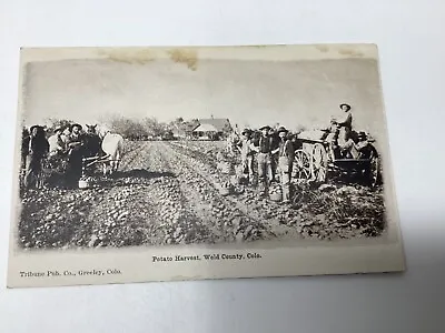 $9.50 • Buy Postcard Colorado Weld County CO Potato Harvest Farming 1907 Unposted