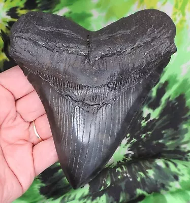 Megalodon Sharks Tooth 5 1/4  Inch NICE! NO RESTORATIONS Fossil Sharks Teeth • $89