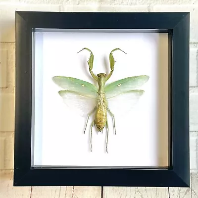 Giant Asian Mantis (Hierodula Patellifera) Shadow Frame Display Beetle Insect • $50.52