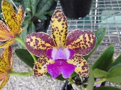 $120 • Buy RON Cattleya Orchid Special Quality Div C. Elisabeth Calov 'Charlotte' (B202)