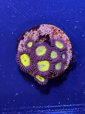 Marine Coral WYSIWYG 9 Polyps Sunny D Morth Frag Zoa/Zoanthid SOFT • £4.99