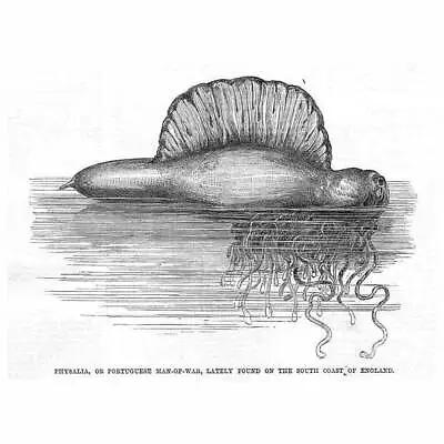 Portuguese Man O' War Found On English South Coast - Antique Print 1869 • $9.95