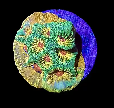 Fascination Favia Coral Frag XL 1.5”  - WYSIWYG LPS Corals - Combined Shipping! • $29.99