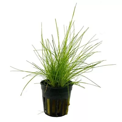 £5.99 • Buy Eleocharis Parvula Hairgrass Live Aquarium Aquatic Plants Tropical Fish Tank
