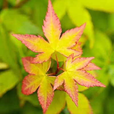 Acer Little Princess Plant Japanese Maple Tree Outdoor Garden Shrub Potted • £29.99