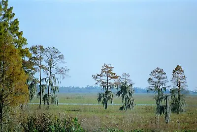 Bald Cypress Mississippi River Delta NOLA 1986 Original 35 Mm Color Negative • $5