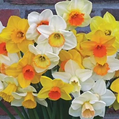 Daffodil Narcissus Lg Cup Naturalizing 15 Bulbs Mix Spring Flower Garden Plants • $14.99