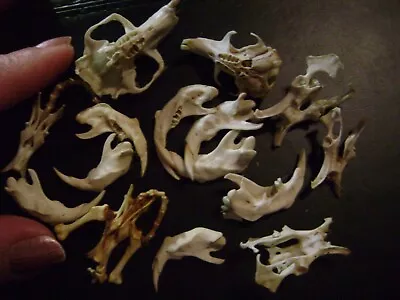 REAL RAT BONE LOT Skulls Crafts Art Halloween Taxidermy • $14.99