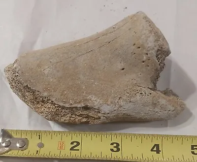 Mastodon Bone Fossil   From Nebraska Nice Coloring 6.9 Ozs • $25