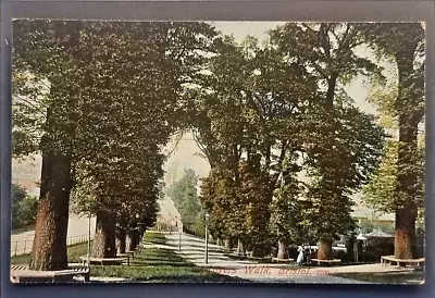 Bristol Postcard C1910 The Lovers Walk Tree Benches Gas Lamps • $12.54