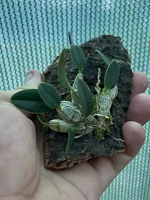 $30 • Buy Dendrobium Jenkinsii - Rare Orchid Species 🪴Very Pretty Yellow Flowers