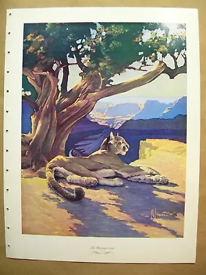 The Mountain Lion - Francis Lee Jaques 1958 Hunting Wildlife Lithographs • $9.99