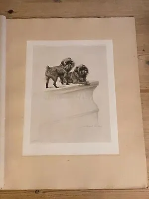 Large Antique Griffon Bruxellois Dog Picture Maud Earl 1903 Limited Edition Dogs • $189