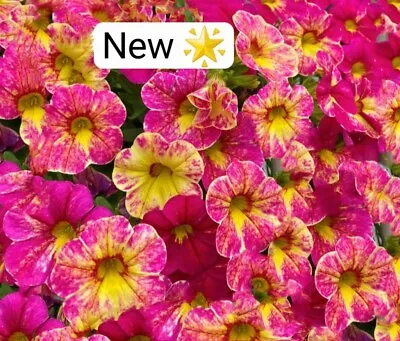 ×6 Petunia Million Bells Pink Splash Calibrachoa Hanging Basket Tub Plug Plants • £8.99