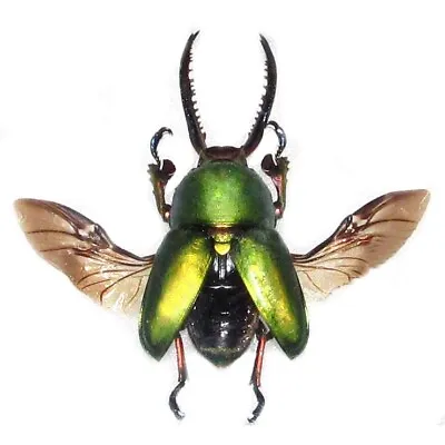 Lamprima Adolphinae Green Mounted Wings Spread ONE REAL STAG BEETLE PACKAGED PNG • $24