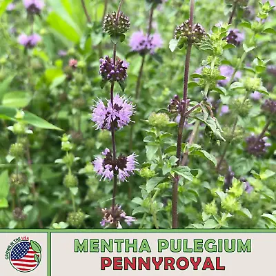 Pennyroyal Seeds (Mentha Pulegium) Mosquito Repellent Medicinal Genuine USA • $4.95