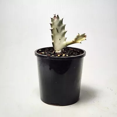 Euphorbia Lactea Cv. White Ghost Variegated • $13