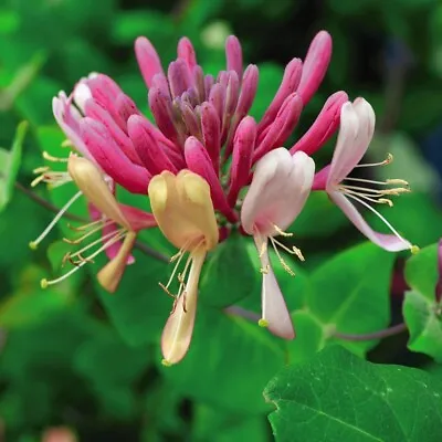 T&M Late Dutch Honeysuckle Serotina Pink & White Flowers Hardy Shrub 1x 1.7L Pot • £24.99