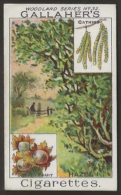 £5.99 • Buy Gallaher-woodland Trees Series 1912-#032- The Hazel Tree