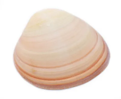 2-Pack: Large Pink Quahog Clam Shell (4-5 ) Beach Crafts Decoupage Aquarium • $9.99