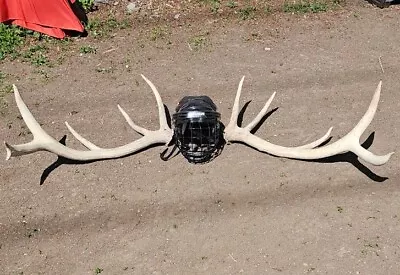 Huge Elk Rack 11 Point 64  Natural Shed 11.5 Pound W Battle Scars Rocky Mountain • $349.49