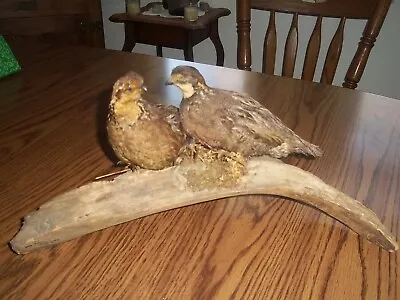 Pair Bobwhite Quail Taxidermy Bird Art • $139