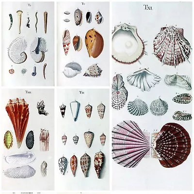 Vintage Seashells Prints 18th Century Nature Marine Reef Sea Shell Repro Posters • £4.50