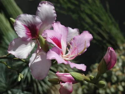 $4.29 • Buy Orchid Tree Seeds Bauhinia Veriegata Flowering Tree Scented