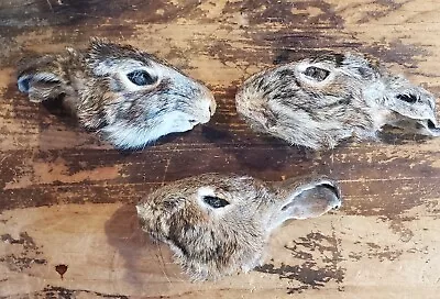 Mummified Rabbit Heads Lot (total Of 3) Oddities Collectibles Crafting. • $8.99