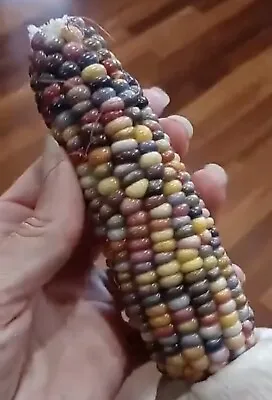 40 Organic GLASS GEM Heritage Native Corn Seeds; Rainbow-Colored Indian Corn • $2.95