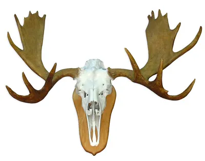 European Mount Rack Moose Skull & Antlers Taxidermy Head • $1390