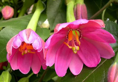 Passiflora Mollissima| Plug Plant | Climber • £8.99