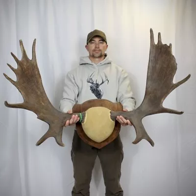 Big Dark Shiras Moose Antlers 25lb+ Horn Mount Taxidermy Rack Shed Man Cave • $649.99