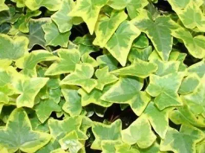 £4.95 • Buy Pack X6 Hedera (Trailing Ivy) Helix 'Golden Child'  Perennial Plug Plants