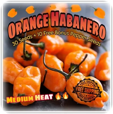 Orange Habanero - Medium Heat (30 Seeds + Free Bonus Pepper Seeds) 🔥🔥 • $2.50