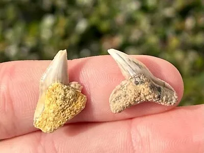 NICE Bakersfield Fossil Tiger Sharks Teeth LOT OF 2 California Megalodon Age • $9.99