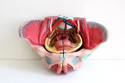 Scientific Female Pelvis Anatomical Model Medical Pelvic Life Scale • $74.99