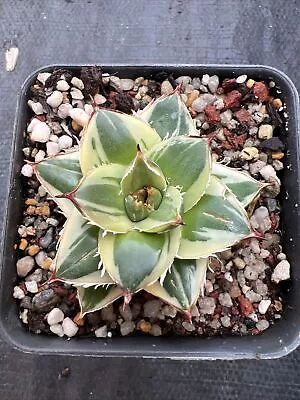 Agave Pinky Rare Succulent Agave 27/02/2024 • $1500