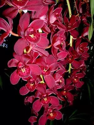 $135 • Buy Cascading Cymbidium Orchid Collection Of 10 Plants 