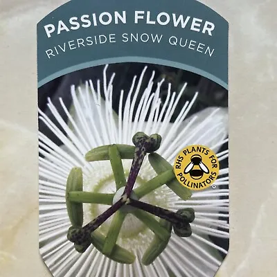 Passion Flower 'Riverside Snow Queen' Hardy Climber  In 9cm Pot • £7.99