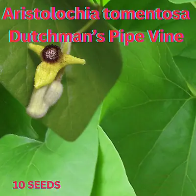 Dutchman’s Pipe Vine 10 Seeds Aristolochia Tomentosa Pipe Vine Swallowtail Host • $4.90
