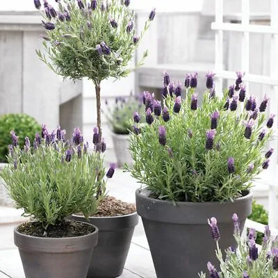 £12.99 • Buy Lavender (Regal Splendour) French Lavender XXL 3L Pot Plants To Your Door