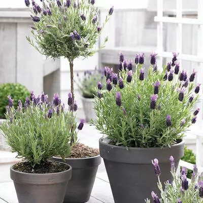 Lavender (Regal Splendour) French Lavender XXL 3L Pot Plants To Your Door • £12.99