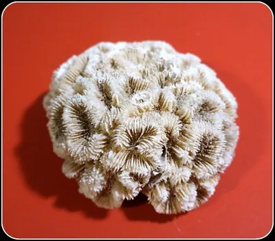 $24.99 • Buy Round Ocean Sea Brain Coral Home/Aquarium Decor 4 In X 5 In #A2016