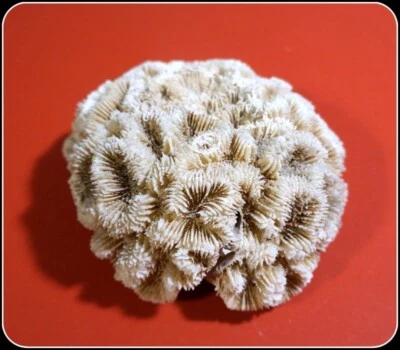 $24.99 • Buy Round Ocean Sea Brain Coral Home/Aquarium Decor 4 In X 5 In #A2016