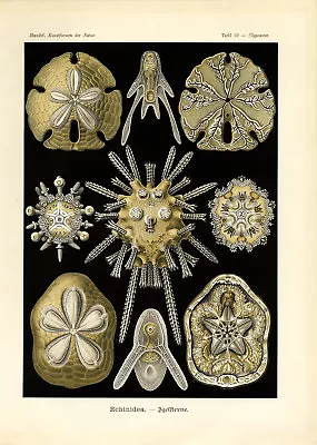 1904 Ernst Haeckel Sand Dollars Print 8 1/2  X 11  Reproduction For Framing   • $9.99