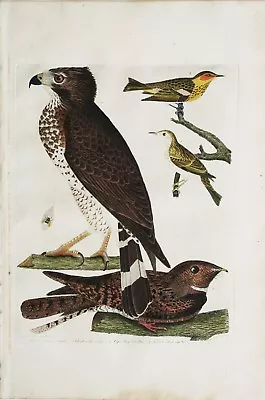 ORIGINAL Hand Colored  Engraving  American Ornithology  Alexander Wilson 1828-29 • $395